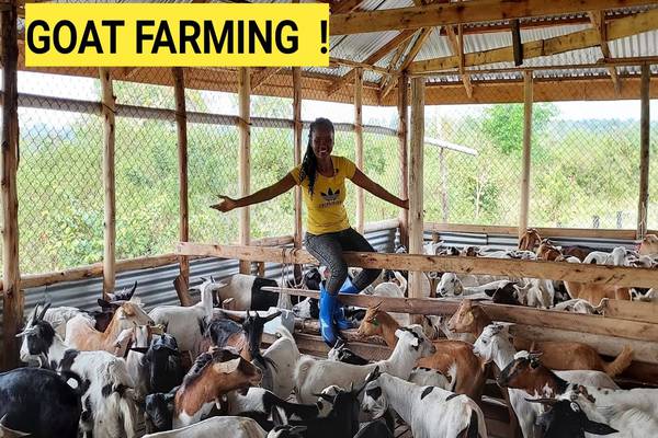 The Ultimate Guide to Goat Farming: A Lucrative Venture