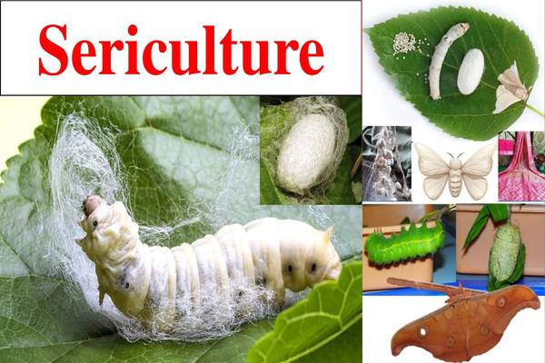 Sericulture: Unveiling the Art of Silk Production