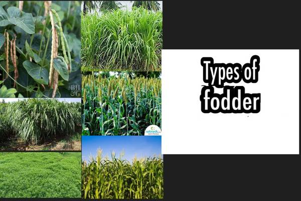 Types of Fodder Crops