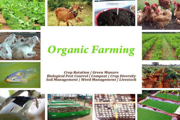 Organic Farming Techniques
