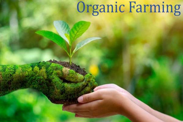 Organic Farming: Cultivating Nature's Way for Sustainable Agriculture