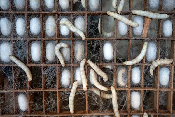 Cultivation of Silkworms