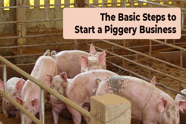 Setting Up a Pig Farm
