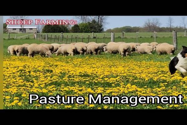 Best Practices for Sheep Farming