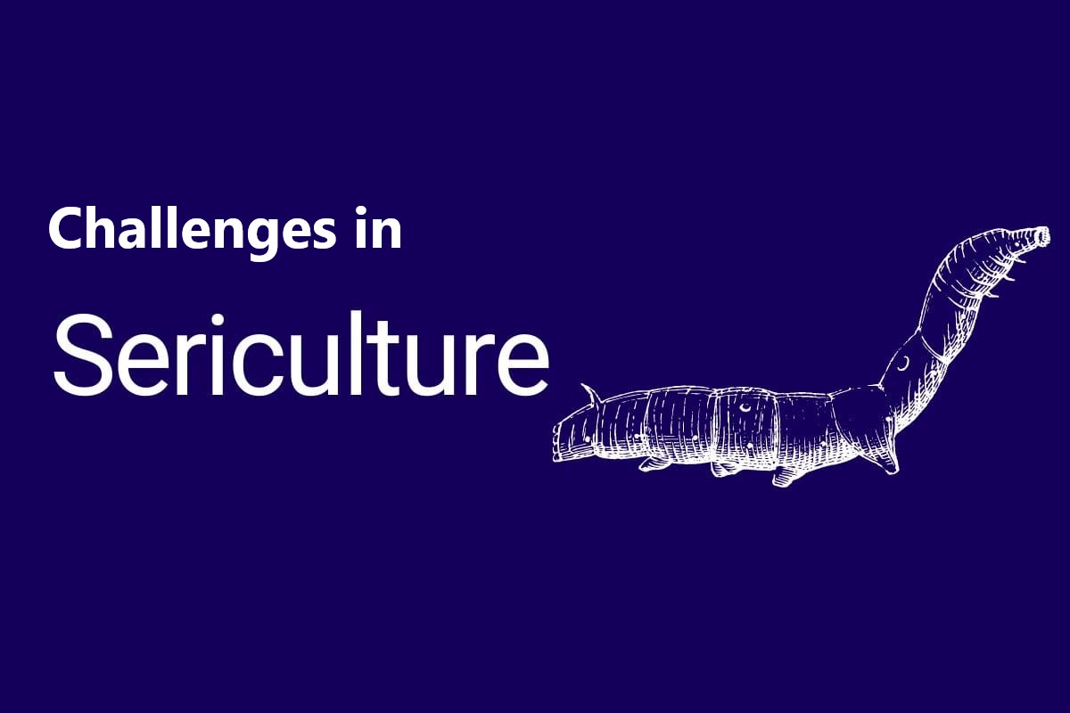 Challenges in Sericulture