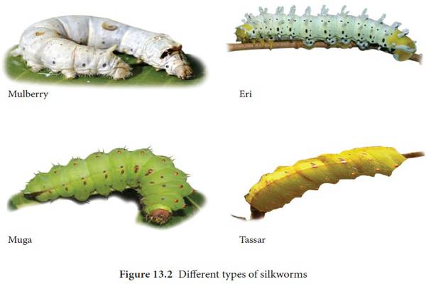 Types of Silkworms
