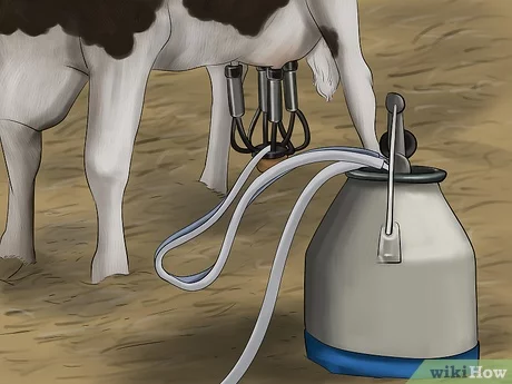 Milking Techniques and Equipment & Dairy Product Processing