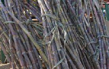 Dry sugarcane