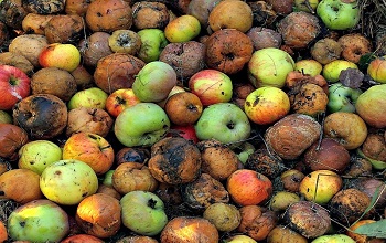 Fruit Bearing Trees