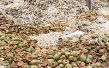 chopped coconut fruits