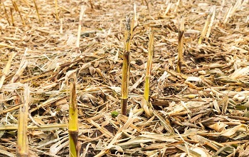 maize ears