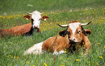 Cattle