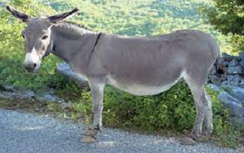 Donkey