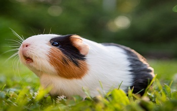 Guinea pig