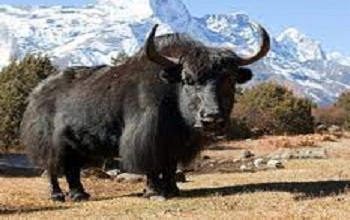 Yak