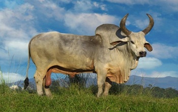 Zebu