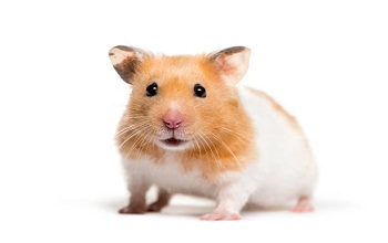 hamsters