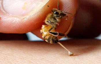 Bee Venom or Apitoxin