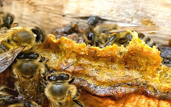 Propolis or Bee glue