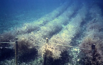 Seaweed farming