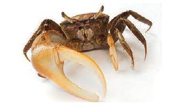 crabs