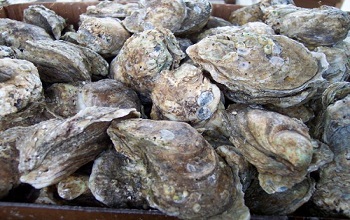 oysters