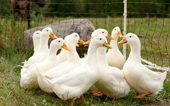 Duck Farming