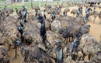 EMU Bird Farming