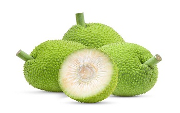 Breadfruit