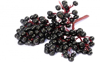 Elderberry