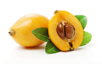 loquat