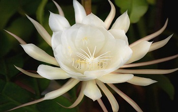 Brahma Kamal