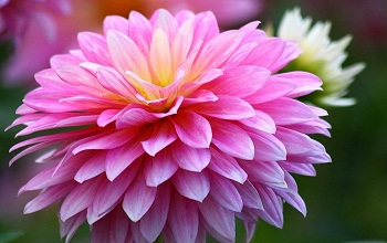 ChrysanthemumFlower