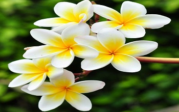 CommonWhiteFrangipani