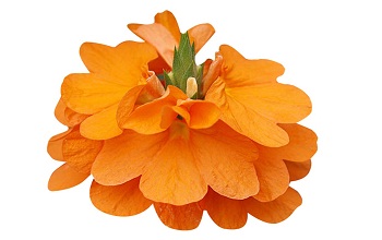 Crossandra