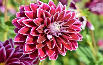 Dahlia