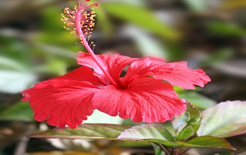 Hibiscus