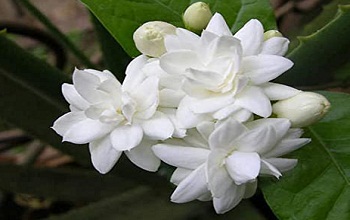 Jasmine