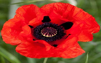 PoppyFlower