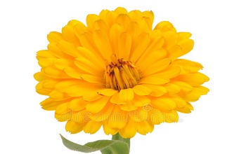 PotMarigold