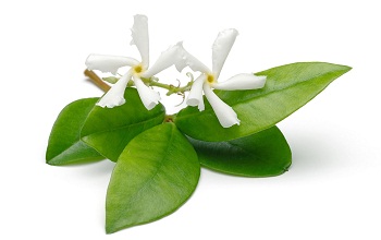 StarJasmine