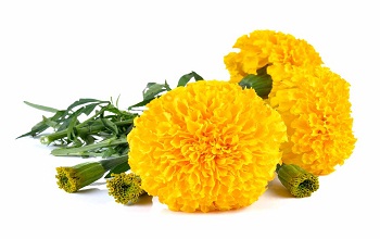 YellowMarigold