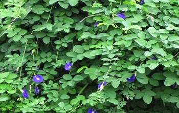 Clitoria ternatea