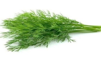 Dill leaves