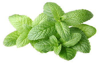 Mentha