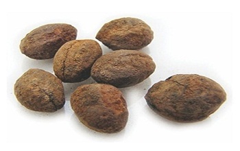 Terminalia bellirica