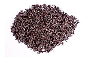 Mustardseeds