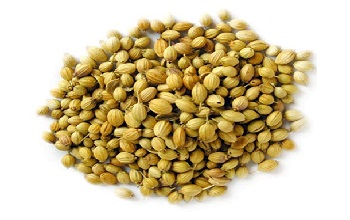 coriander