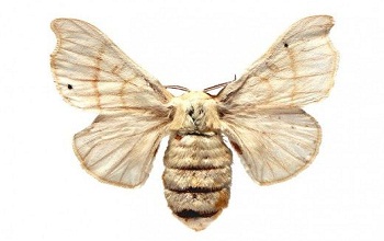 Silk Moths