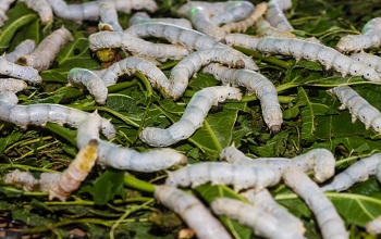 Silkworm Larva